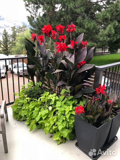 Клубни канны цветы