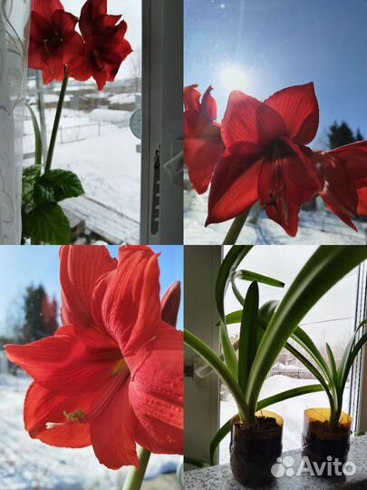 Гиппеаструм