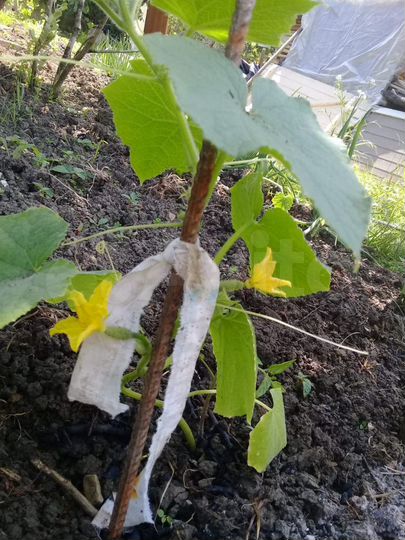 Участок 4 сот. (СНТ, ДНП)