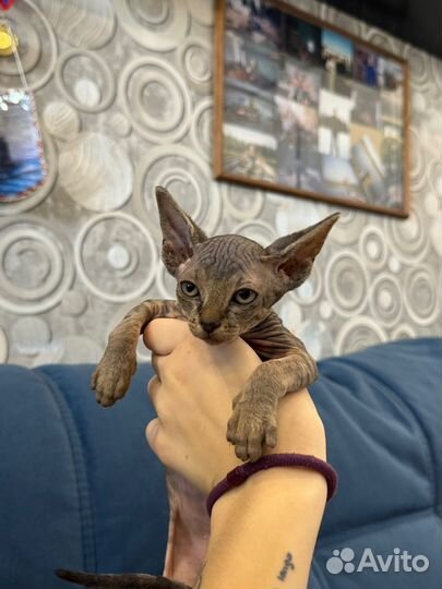 Канадский сфинкс