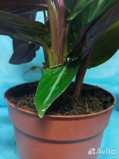 Строманта Марун