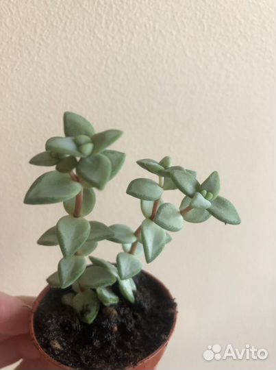 Крассула Rupestris