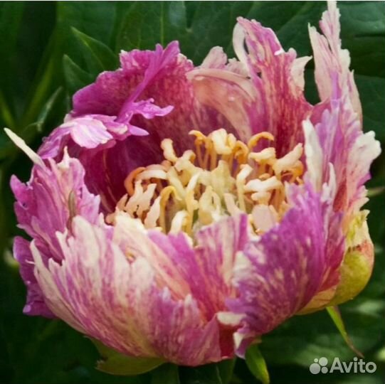 Пион-Лоллипоп