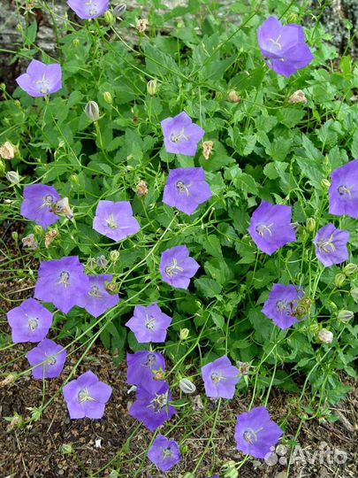 Колокольчик Карпатский