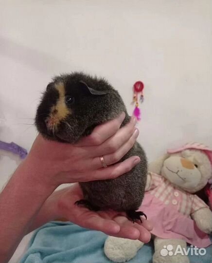 Морские свинки