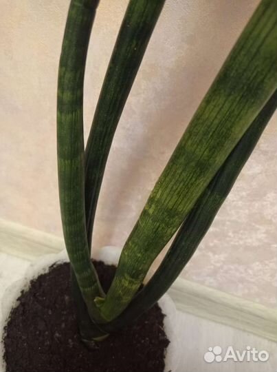 Сансивиерия