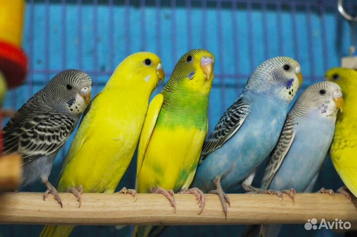 Красивые волнистые попугайчики