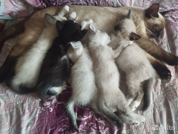 Котята тайской кошки