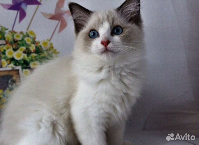 Ragdoll для себя любимых котенок-кошечка