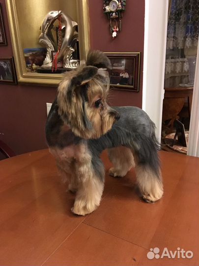 Груминг. Стрижка собак и кошек