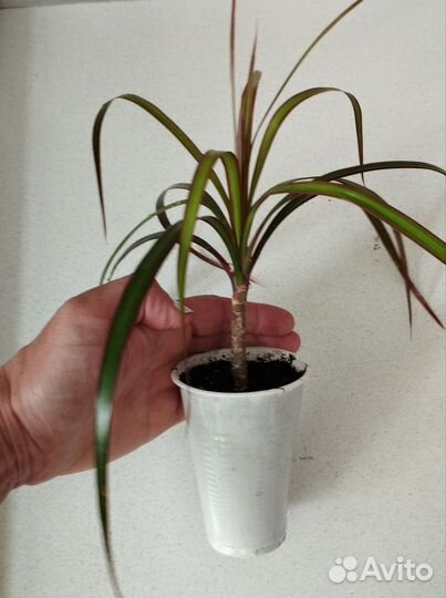 Домашние цветы, Хлорофитум, Драцена, Гибискус