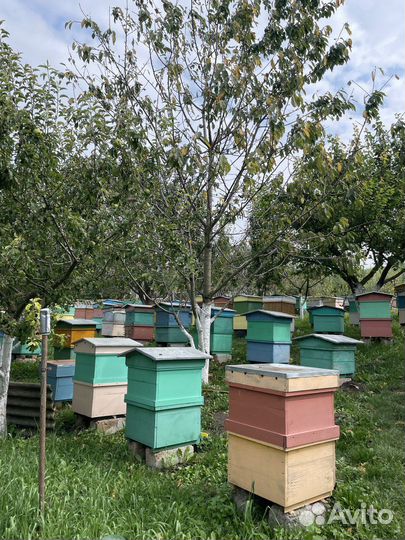 Натуральный мед с домашней пасеки