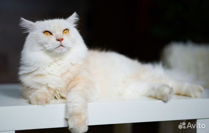 Полностью белая кошка в дар