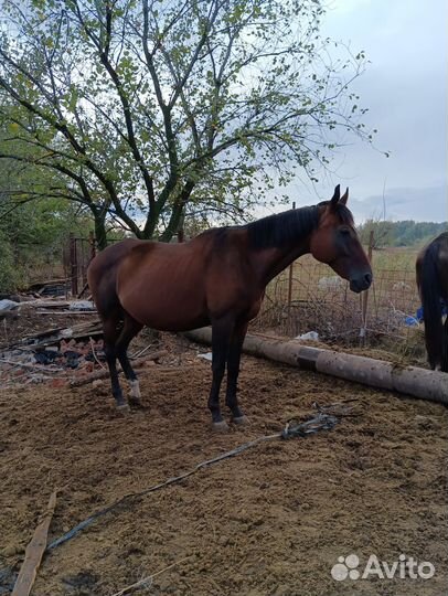 Продаю лошадь