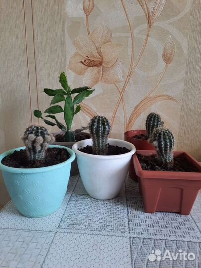 Кактусы в горшке