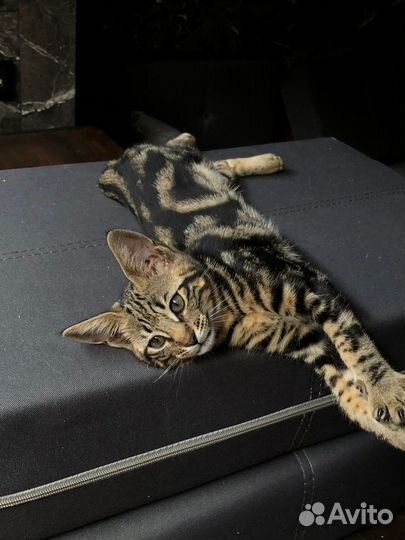 Саванна ф6 сбт