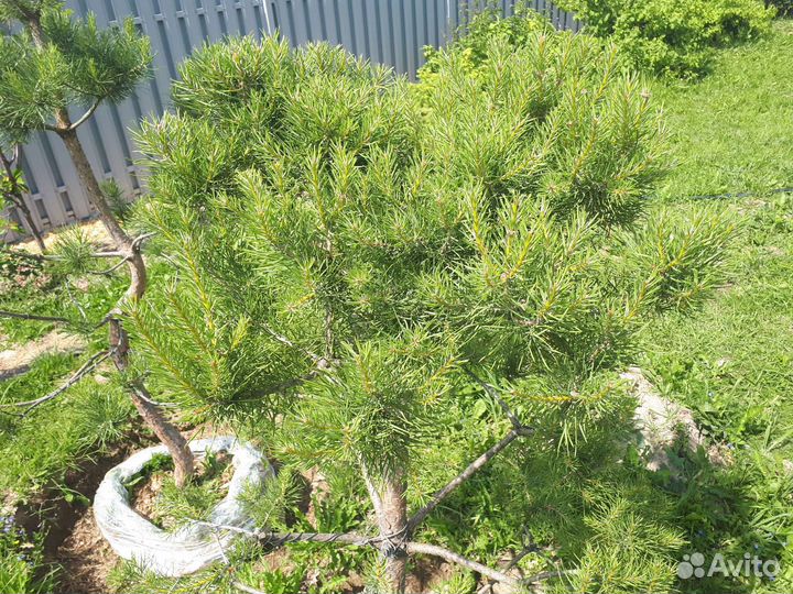 Садовый бонсай ниваки