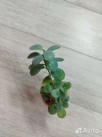 Суккуленты, эуфорбия вар