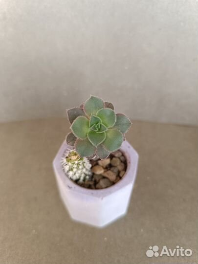 Кактусы и суккуленты