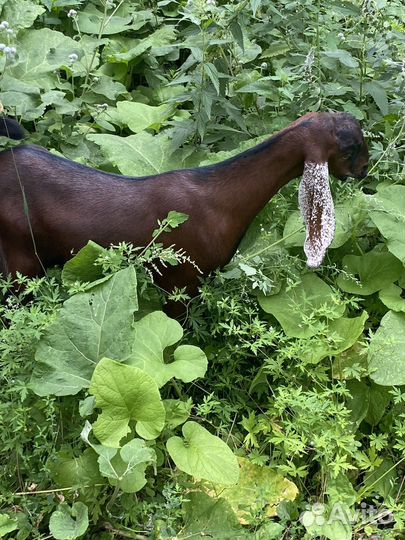 Козочки камори 75