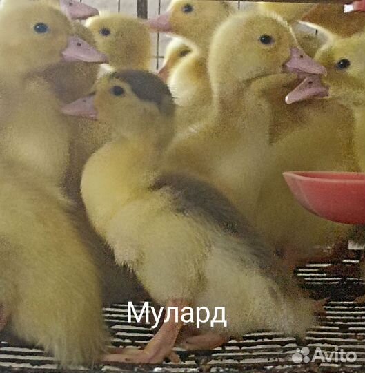 Утки, Гуси, Мулард