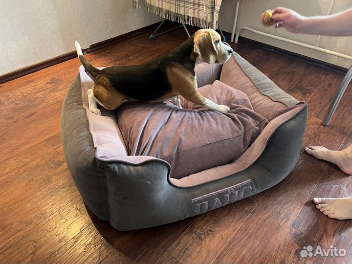 Лежанка для собак