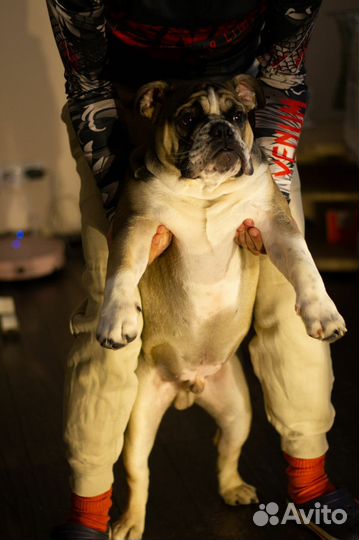 Вязка собак английский бульдог