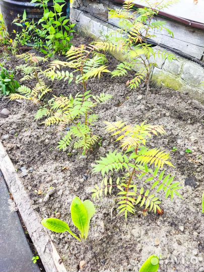 Рябинник рябинолистный