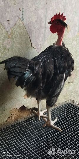 Петухи голошейка