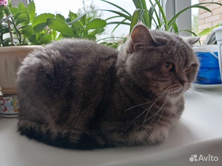 Шотландская кошка