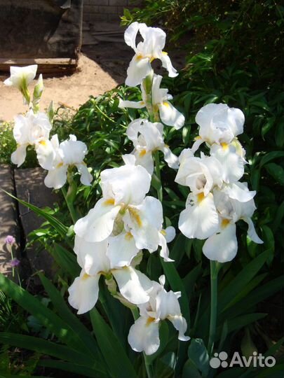 Ирисы разные сорта