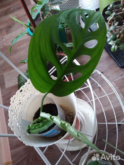 Хлорофитум кудрявый, доллоровое дерево, монстера