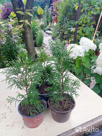 Туя западная Смарагд