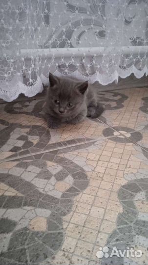 Британская