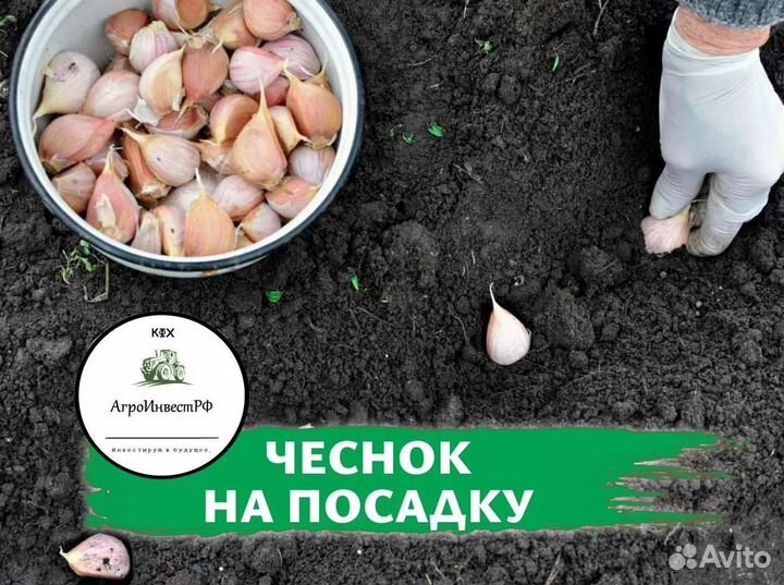 Чеснок с доставкой