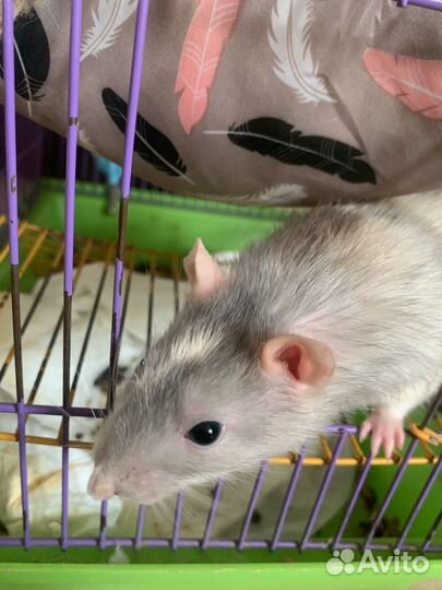 Крыса с клеткой