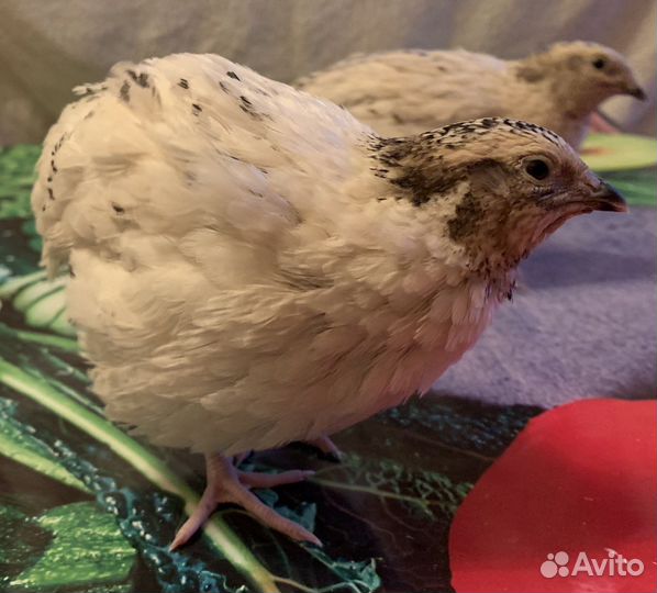 Перепел феникс серебристый