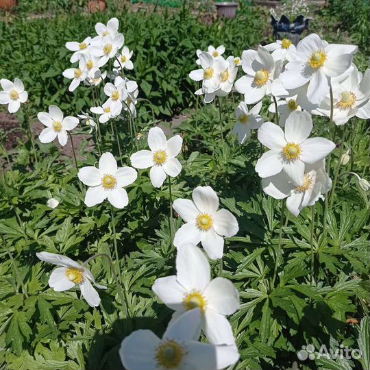 Золотые шары