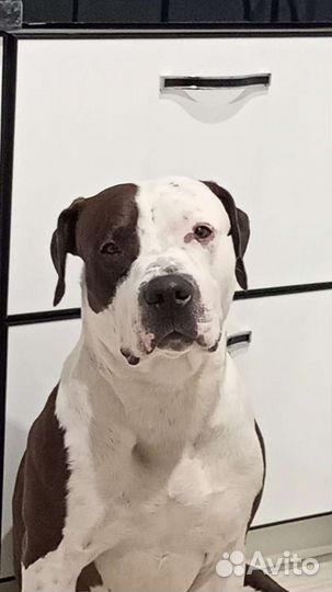 Пит буль терьер