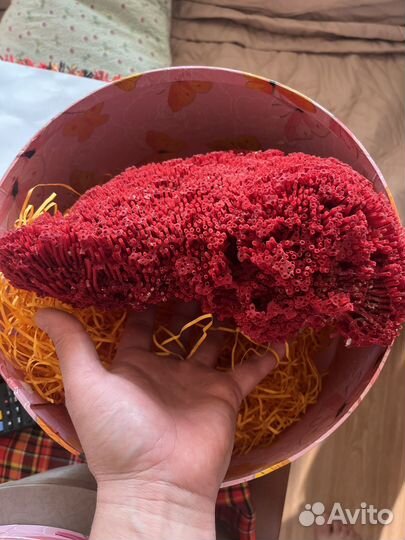 Красный трубчатый коралл