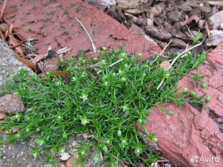 Мох ирландский