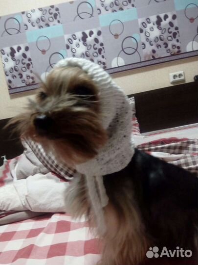 Снуд для собак