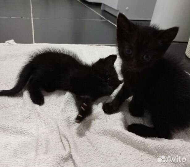 Котята-чертята