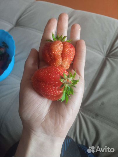 Усы виктории