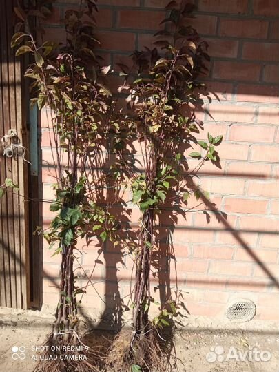 Декоративная яблоня