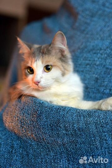 Очаровательная котёнок-подросток (стерилизована)