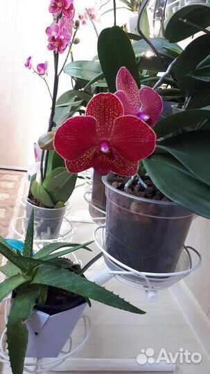Орхидея фаленопсис Кимано