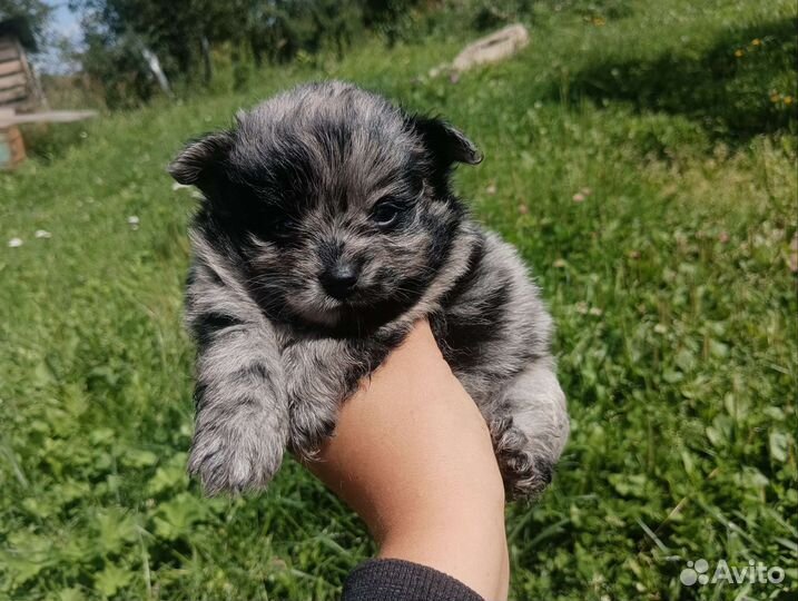 Мраморный шпиц