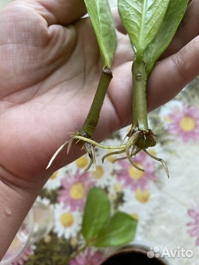 Замиокулькас (Долларовое дерево), фиалки