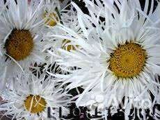 Лилии.Ромашка
